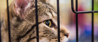 Illustration : "Adopter un chat dans un refuge"