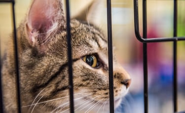 Illustration : "Adopter un chat dans un refuge"