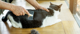 Illustration : "L’entretien du poil de son chat"