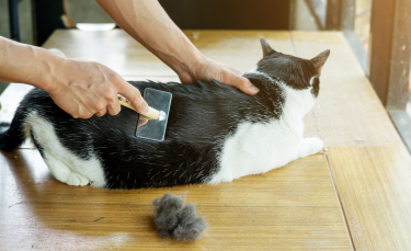 Illustration : "L’entretien du poil de son chat"