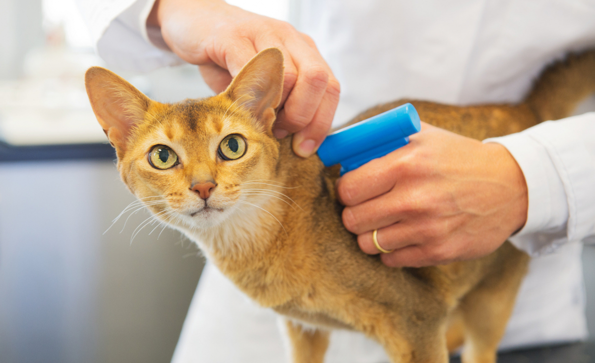 Illustration : "L’identification du chat"