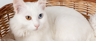 Illustration : "Comment s’occuper d’un chat sourd ?"