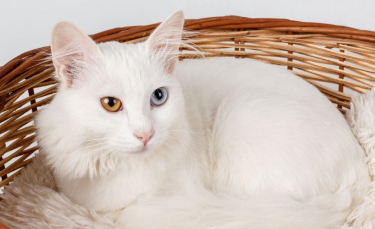 Illustration : "Comment s’occuper d’un chat sourd ?"