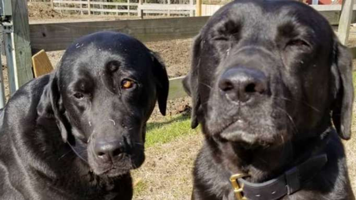 Illustration : "Deux chiens farceurs mangent le déjeuner d’une postière. Elle va laisser une note pleine d'humanité aux propriétaires !"