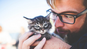 Illustration : "Ces 5 signes qui montrent que votre chat compte plus que votre famille"