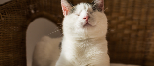 Illustration : "Comment s’occuper d’un chat aveugle"