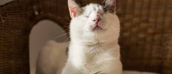 Illustration : "Comment s’occuper d’un chat aveugle"