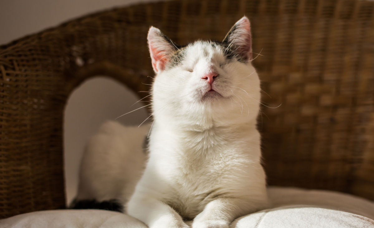 Illustration : "Comment s’occuper d’un chat aveugle"