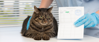 Illustration : "Le passeport pour chat"