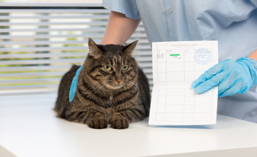 Illustration : "Le passeport pour chat"