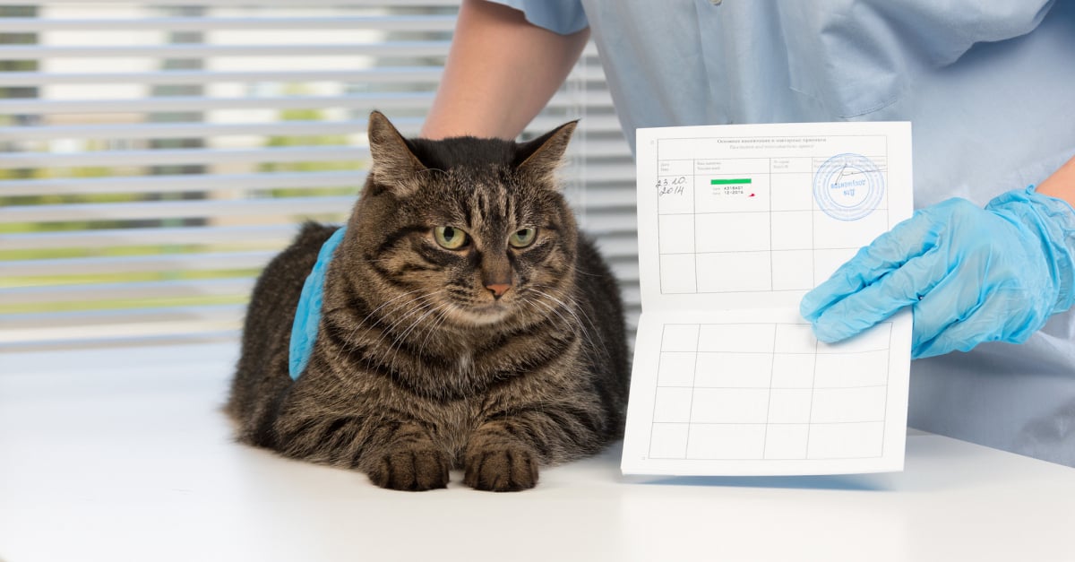 Le Passeport Europeen Pour Votre Chat Ce Que C Est Et Comment L Obtenir