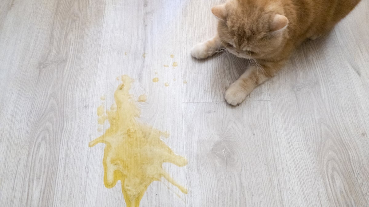 Illustration : "Les vomissements du chat"