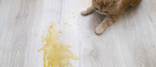 Illustration : "Les vomissements du chat"