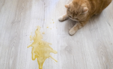 Illustration : "Les vomissements du chat"