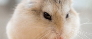 Illustration : "La diarrhée chez le hamster"