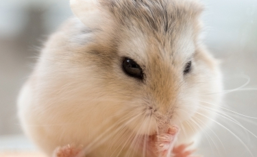 Illustration : "La diarrhée chez le hamster"