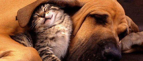 Illustration : "Ces 20 raisons de posséder un chien et un chat !"