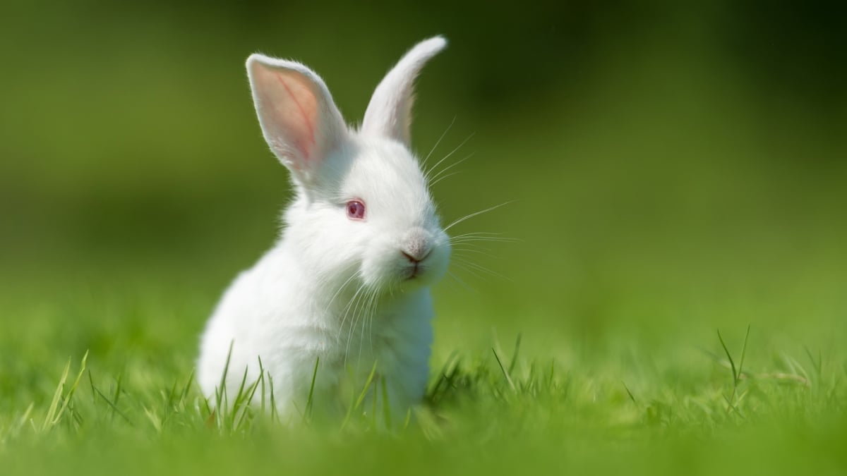 Définir Des Oreilles De Lapin Blanc