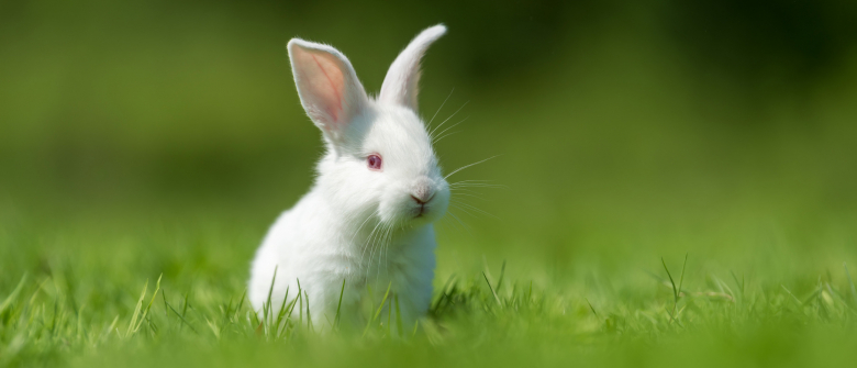 Illustration : "Le langage corporel du lapin"