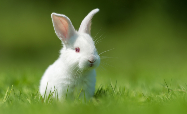 Illustration : "Le langage corporel du lapin"