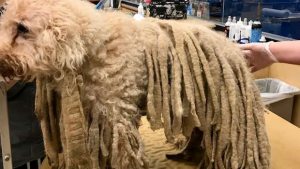 Illustration : "Un chien arrive devant un refuge avec des dreadlocks et 5 kg de fourrure !"