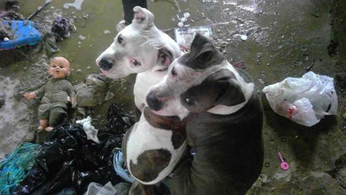 Illustration : "4 chiens enfermés dans un grenier et un sous-sol sont sauvés !"