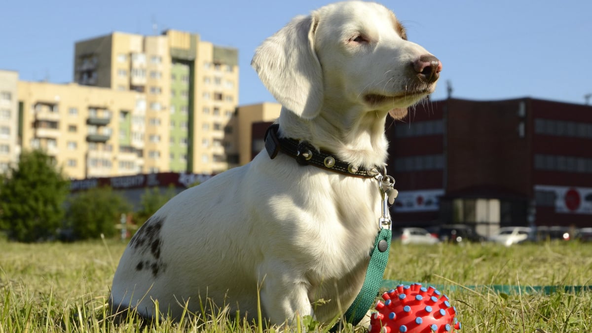 Illustration : "Un chien meurt d’un coup de chaud après une promenade, la RSPCA met en garde"