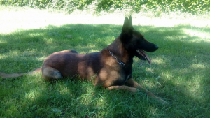Illustration : "Le chien de la gendarmerie, à la retraite, cherche un nouveau foyer ! "