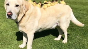 Illustration : Un Labrador devient le père de 9 canetons abandonnés