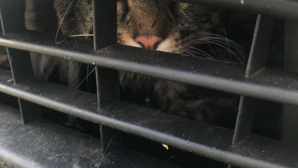 Ils retrouvent leur chaton disparu sous le capot de la voiture pendant  le contrôle technique 