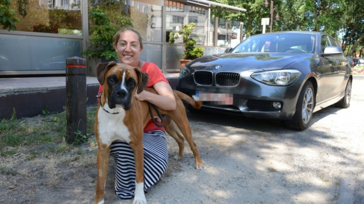 Illustration : "Une gérante d’un bar sauve la vie d’un chien enfermé dans une voiture"