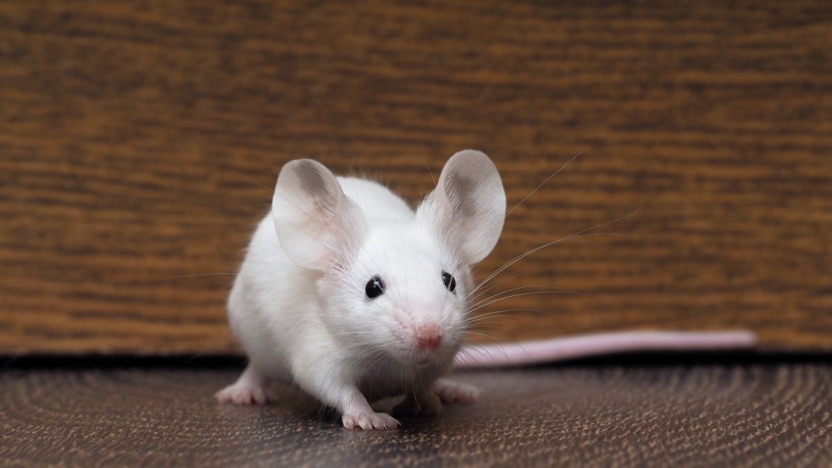 Quelles sont les maladies de peau de votre souris et comment les traiter ?