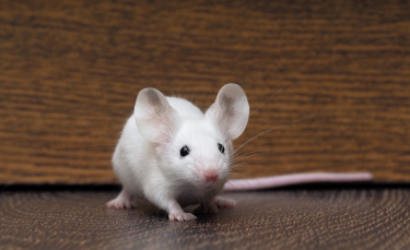Illustration : "Les maladies de la peau chez la souris"