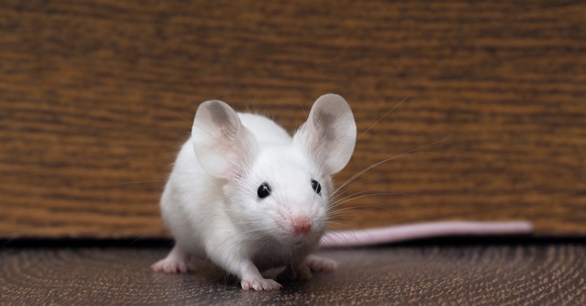 Les principales maladies de la souris de compagnie