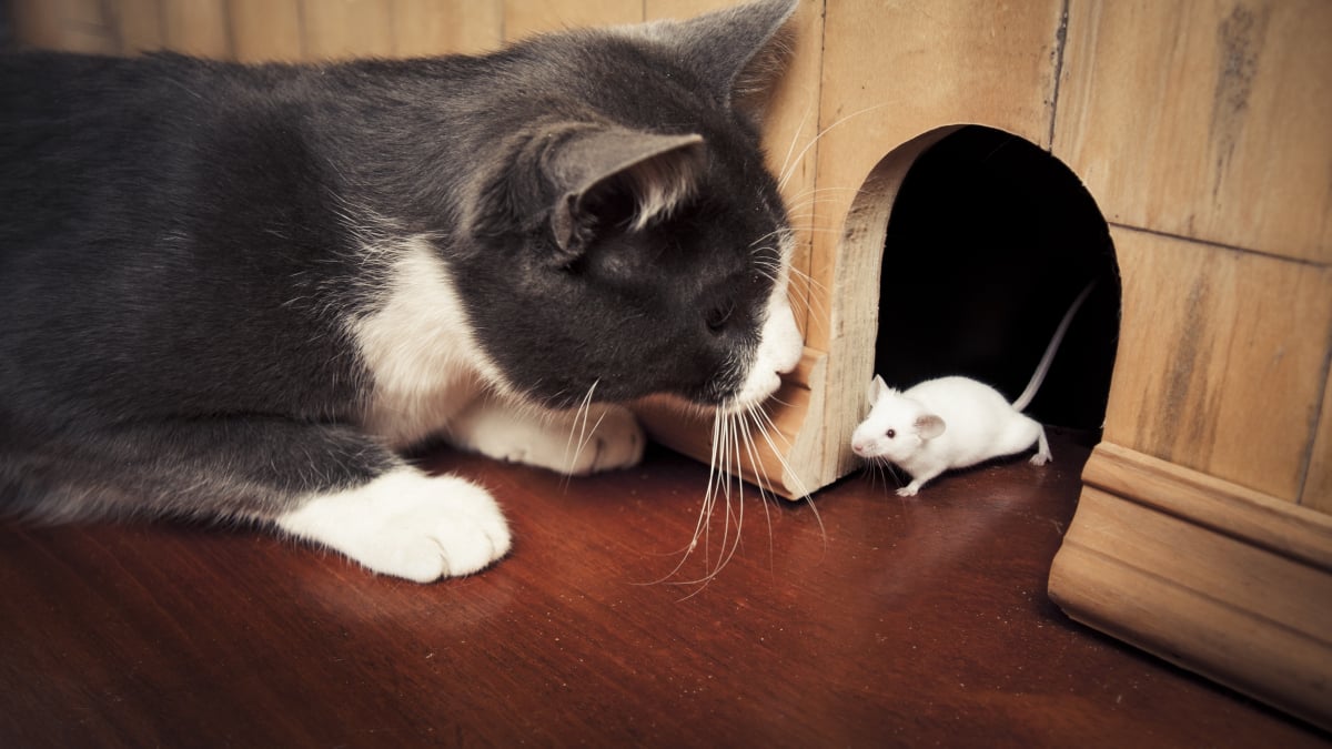 Illustration : "La cohabitation entre chat et souris"