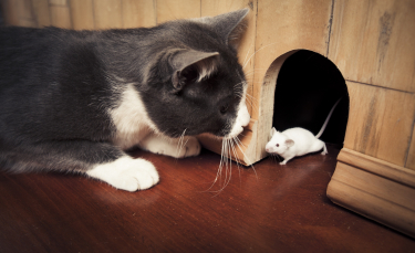Illustration : "La cohabitation entre chat et souris"