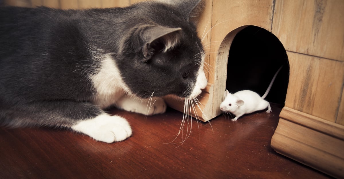 Comment Faire Cohabiter Une Souris Avec Un Chat