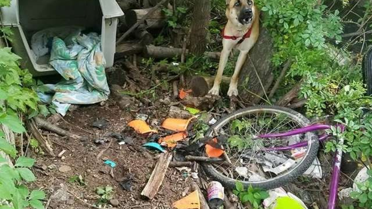 Illustration : "Cette chienne abandonnée est restée attachée trois jours dans la forêt, sans eau ni nourriture "