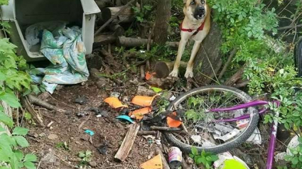 Illustration : Cette chienne abandonnée est restée attachée trois jours dans la forêt, sans eau ni nourriture 