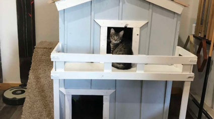 Illustration : Fou amoureux de son chaton issu d'un refuge, ce petit garçon lui a construit sa propre maison