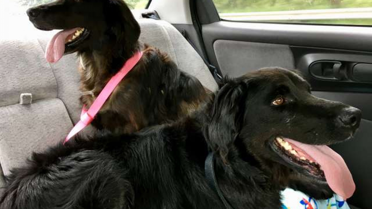 Illustration : "Deux chiens sont abandonnés en raison de leur vieillesse, des aboiements et leur odeur"