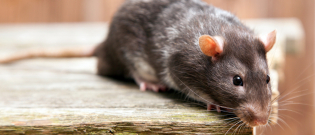 Illustration : "Les morsures de rat"