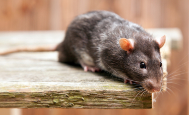 Illustration : "Les morsures de rat"