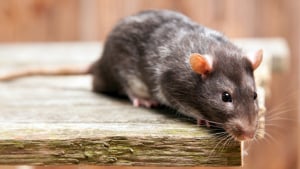 Illustration : Les morsures de rat