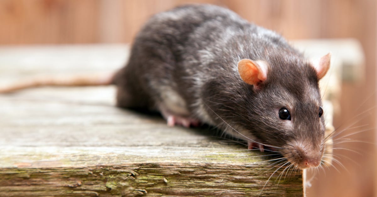 Quelles Consequences Et Comment Reagir A Une Morsure De Rat