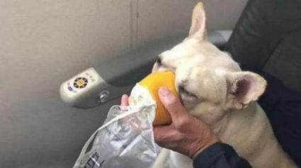 Illustration : Une compagnie aérienne ne respecte pas le protocole pour sauver la vie d’une chienne en détresse respiratoire