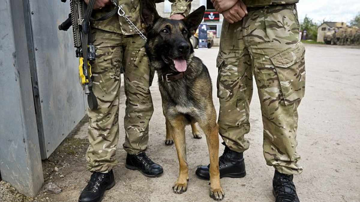 Illustration : "Un chien sauve la vie de soldats face aux Djihadistes !"