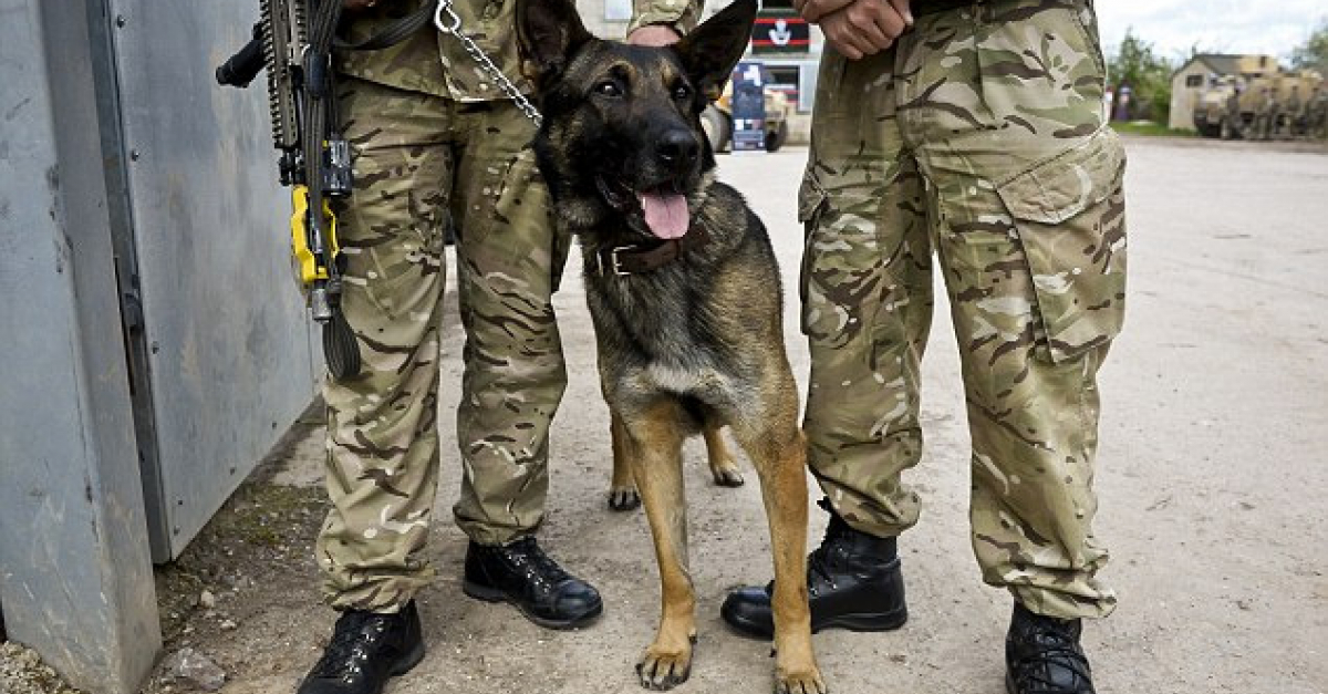 Un chien sauve la vie de soldats face aux Djihadistes