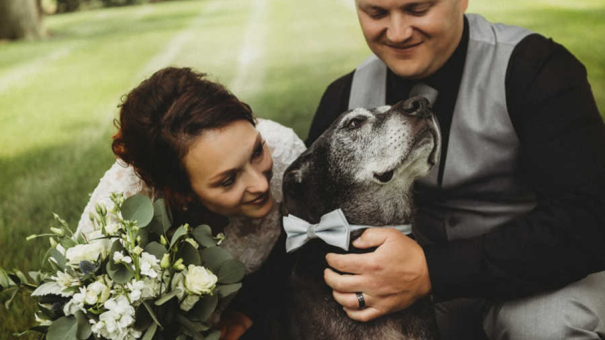 Illustration : "Atteint d’un cancer en phase terminale, ce chien a tout de même pu être témoin du mariage de ses maîtres"