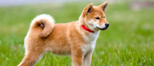 Illustration : "Eduquer un chien sourd"